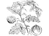 Wild Gourd, Colocynth (Citrullus colocynthus), Heb. PaQu`OTh (2K.4.38-41) - this is similar to other edible gourds.